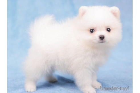 成約済の東京都のポメラニアン-200306の3枚目